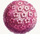 De nouveaux agents antiviraux ouvrent la voie à un médicament unique contre les virus les plus dangereux