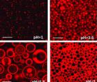 De nouvelles molécules pour stabiliser des émulsions multiples