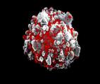 Début des essais sur les humains d’un vaccin contre le VIH utilisant l’ARN messager