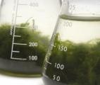 Découverte d'une algue bio-pesticide prometteuse