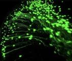 Découverte de cellules jouant un rôle central dans la mémoire des objets