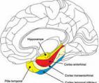 Découverte de la genèse moléculaire de la maladie d'Alzheimer