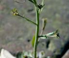 Découverte des mécanismes de répression génétique chez Arabidopsis