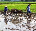 Découverte d’un gène d’immunité face à une maladie ravageant les cultures de riz et de blé