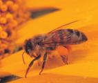 Découverte d'un nouveau type d'anesthésique dans le venin d'abeille