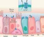 Découverte d’un nouveau type inconnu de cellules pulmonaires