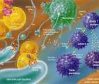 Découverte d' une nouvelle interaction entre cellules immunitaires et cancéreuses