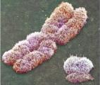 Découverte d'une nouvelle règle d'organisation spatiale des chromosomes qui reflète leur fonctionnement