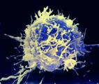 Découverte d'une protéine-clé pour mobiliser le système immunitaire contre le cancer