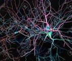 Décrypter le langage des neurones pour mieux soigner grâce au cerveau virtuel