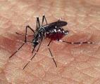 Dengue : le vaccin de Sanofi Pasteur passe la phase III avec succès