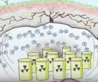 Des bactéries pour sécuriser le stockage des déchets nucléaires