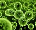 Des bifidobactéries pour optimiser l’immunothérapie