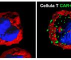 Des cellules CAR-T améliorées pour détruire plus efficacement lez cellules cancéreuses
