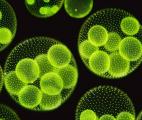 Des cellules solaires très efficaces grâce aux micro-algues fluorescentes ?