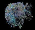 Des chercheurs commencent à cartographier le cerveau en développement