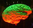 Des chercheurs découvrent un « sablier cellulaire » qui rythme le développement du cerveau