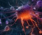 Des chercheurs français identifient une nouvelle molécule potentiellement efficace contre la maladie d’Alzheimer