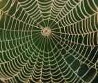 Des chercheurs ont créé une fibre liquide inspirée de la toile d'araignée