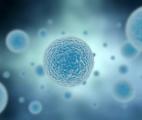 Des chercheurs parviennent à imiter des embryons à partir de cellules souches