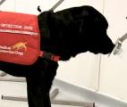 Des chiens entraînés parviennent à détecter précocement la maladie de Parkinson...