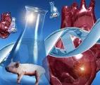 Des chirurgiens américains greffent le cœur d’un porc génétiquement modifié sur un humain