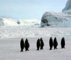 Des chutes de neige accrues amortiraient le réchauffement climatique en Antarctique