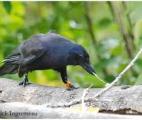 Des corbeaux savent prévoir l'outil donnant accès à un aliment