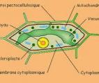 Des défenses de mitochondries animales découvertes dans des plantes