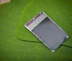 Des feuilles artificielles en silicium pour produire de l'électricité 