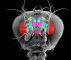 Des insectes pour fabriquer des mini-molécules