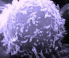 Des lymphocytes impliqués dans la prévention des maladies inflammatoires chroniques de l'intestin