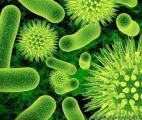 Des micro-organismes anaérobies capables de dégrader des polluants