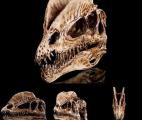 Des molécules d’ADN auraient survécu dans le crâne fossilisé d’un dinosaure
