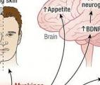 Des myokines contre le diabète