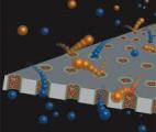Des nanopores biomimétiques pour pénétrer dans le noyau des protéines