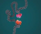 Des pincettes en ADN pour étudier l’interaction entre une molécule médicamenteuse et sa cible