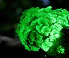Des plantes bioluminescentes pour éclairer nos villes !
