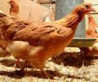 Des poules génétiquement modifiées pour produire des médicaments