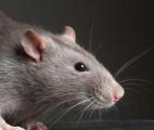 Des rats téléguidés pour traiter les dommages au cerveau