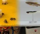 Des robots font dialoguer les poissons avec les abeilles