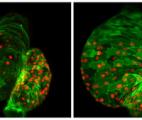 Des scientifiques découvrent une protéine clé dans le développement cardiaque embryonnaire