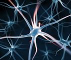 Des scientifiques suédois mettent au point un neurone artificiel