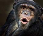 Des séquences vocales identifiées chez les chimpanzés