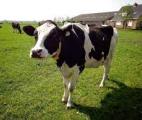 Des vaches génétiquement modifiées avec de l'ADN humain produisent du lait à l'insuline