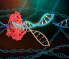 Des virus utilisés pour transmettre l’outil d’édition génétique CRISPR à des bactéries