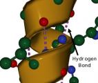 Détruire les cellules cancéreuses avec des peptides fabriqués sur mesure