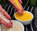 Du riz biofortifié pour lutter contre les carences