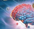 Cerveau et immunité : un monde nouveau s'ouvre pour la Recherche !