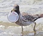 Des plastiques entièrement bio dégradables. Est-ce possible ?